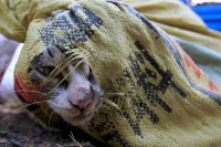 Trung Quốc: 500 chú mèo thoát chết trong gang tấc (Địt kiện lũ khựa)