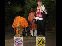 Bò thiêng Ấn Độ dự đoán Bayern vô địch