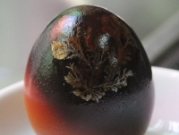 Xuất hiện cây lạ mọc trong quả trứng 2 màu