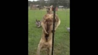 Kangaroo bà con với Lý Đức :P