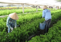 Nhật Bản tăng cường tuyển chọn thực tập sinh nông nghiệp