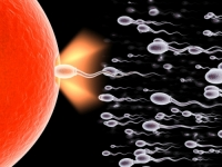 (kisu)11 sự thật ít biết về tinh trùng