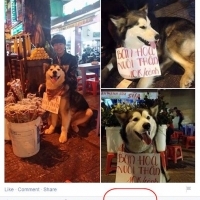 Chú chó ở Đà Lạt treo biển "bán hoa nuôi thân" thu hút hàng vạn lượt like.Đáng yêu vch <3 :))))
