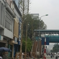 [TiChuot] Đi tìm sự thật về hàng cây mới trồng trên đường Nguyễn Chí Thanh !