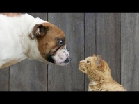 Chó vs Mèo 2 Kẻ Thù Không Đợi Chời Trung