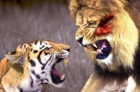 Hổ và sư tử cắn nhau dã mãn