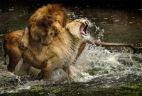 Sư tử cắn nhau với sư tử đến chết