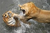 Hổ đánh nhau với sư tử thật là giã mãn