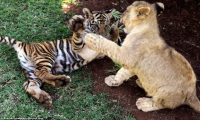 Hổ con và sư tử con đánh nhau ác phết
