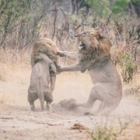 Sư tử đánh nhau kinh hoàng - 2 con sư tử chúa tranh chấp gái