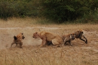 Sư tử đánh nhau với linh cẩu đến chết