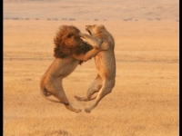 Hai anh em sư tử đực đánh nhau kinh khủng