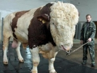 Top tin kỳ lạ chú bò 'khổng lồ' nặng 1900kg, dài tới 2,6m....Cho cả "xóm" ăn :))