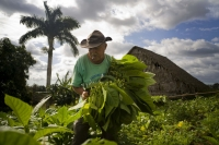 Thăm trang trại trồng cây thuốc lá và sản xuất xì gà Cuba