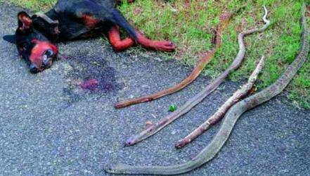 Chú chó dũng cảm cắn chết 4 con rắn hổ mang để bảo vệ chủ