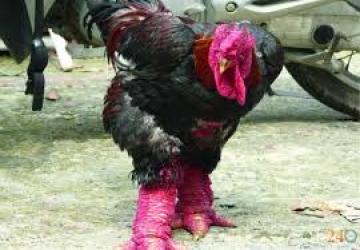 Triệu chứng của một số căn bệnh của gà Đông Tảo