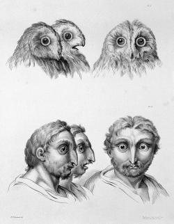 [MacproDS] khuôn mặt của con người nếu được tiến hóa từ những loài vật khác