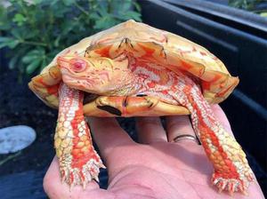 Rùa mắc bạch tạng nhưng có màu đỏ như rồng lửa