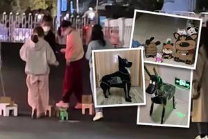 Bị phong tỏa vì Covid-19, sinh viên Trung Quốc phải nuôi thú cưng bằng bìa cứng để tránh cô đơn